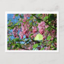 Search for brimstone postcards Butterfly