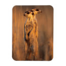Search for animal awareness magnets Colour image