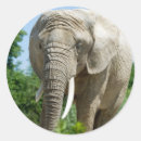 Search for tusk stickers Wildlife