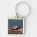Search for turtle shell key rings Nature