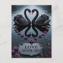 Search for black swan cards Reflection