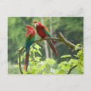 Search for macaw parrot postcards Ara