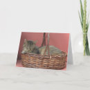 Search for kittie cards Tiger