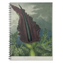 Search for arums Flowers