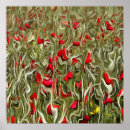 Search for opium art Poppy