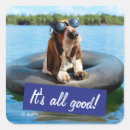 Search for dog swimming stickers Humour