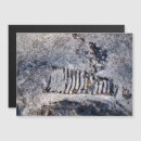 Search for molluscs postcards Cephalopod