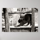 Search for cat stretching posters Animal