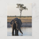 Search for elephant postcards Botswana