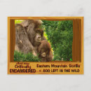 Search for mountain gorillas postcards Endangered