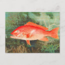 Search for vintage fish postcards Sea