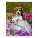 Search for beagle puppy posters Pet
