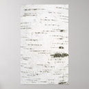 Search for birch bark posters Trunk