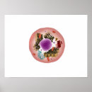 Search for animal cell posters Horizontal