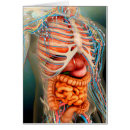 Search for human body organs Structure