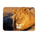 Search for animal awareness magnets Superstock