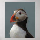 Search for puffin posters Birds