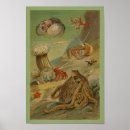 Search for anemone posters Life