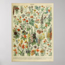 Search for adolphe millot posters Flowers