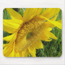 Search for sunflower mousepads Nature