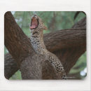 Search for breathing mousepads Animal