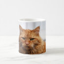 Search for norwegian forest cat mugs Kitty