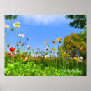 Search for iceland poppies posters Flower