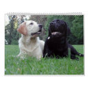 Search for labrador calendars Black
