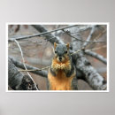 Search for walnut tree Squirrel