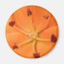 Search for orange floral magnets Beautiful