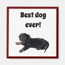Search for cocker face magnets Animal
