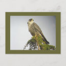 Search for peregrination postcards Peregrine