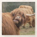 Search for cow coasters Scotland