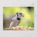 Search for jay postcards Wildlife