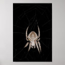 Search for orb web spiders Night