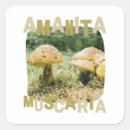 Search for mycology stickers Forest