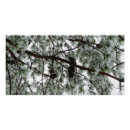 Search for snow covered trees posters Photography