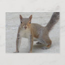 Search for curious postcards Squirrel