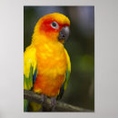 Search for conures posters Pet