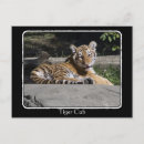 Search for tiger postcards Cub