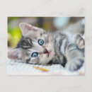 Search for blue eyes postcards Cute