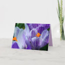 Search for spring crocus cards Blossom