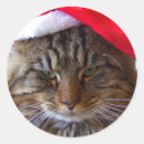 Search for cranky stickers Cat