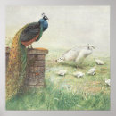Search for white peacock posters Animal