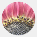 Search for beautiful sunflower stickers Pretty