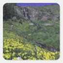 Search for alpine meadow stickers Heartleaf arnica
