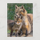Search for alert postcards Nature