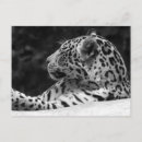 Search for white leopard postcards Cat