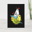 Search for budgie cards Budgerigar