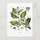 Search for nightshade Botanical